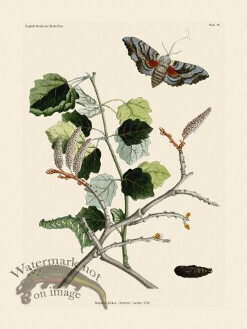 Wilkes Butterflies 035